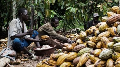 Photo of Cocoa Farmers In Amenfi West Incentivised To Produce More