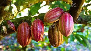 Photo of Good news for cocoa farmers as producer price goes up by 28%