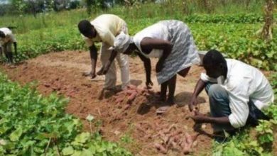Photo of Food production not affected in Western Region by COVID-19 – RM