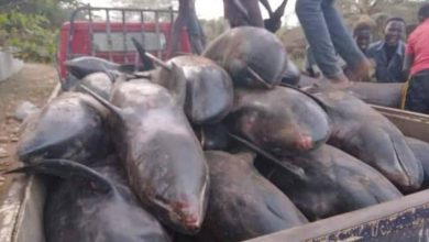 Photo of Shoals of dolphins wash ashore in Axim and Ankobra beaches