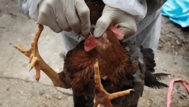 Photo of GHS confirms outbreak of Avian Influenza In EKMA AND STMA