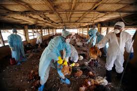Photo of Avian Influenza hit some poultry farms in Sekondi-Takoradi.