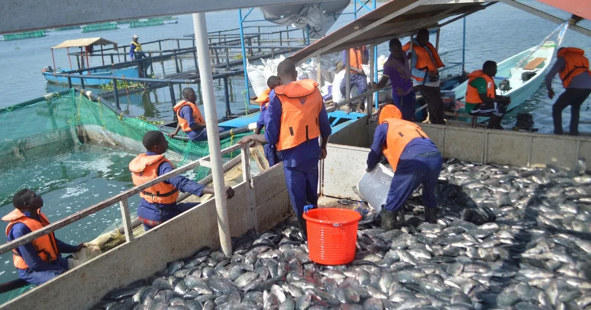 Photo of EKMA Encourages Youth To Indulge In Fish Farming