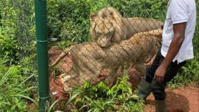 Photo of Accra Zoo closed after lion kills a Middle-Aged Man