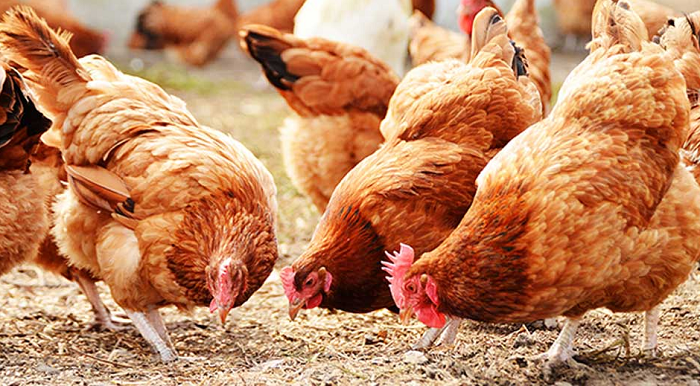 Photo of Ghana Poultry Farm Association Urges The Government To Revamp The Poultry Industry