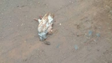 Photo of Strange Dead Bird Found On Metro Mass Transit Terminal after Business Resumes