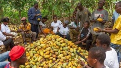 Photo of Aljazeera’s child labour report on Ghana cocoa farms was staged – COCOBOD