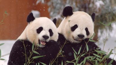 Photo of Edinburgh Zoo’s Giant Pandas Set To return To China This Year(2023)