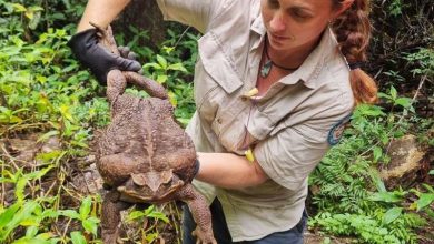 Photo of Record-breaking Cane Toad, “Toadzilla” Found In Queensland