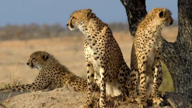 Photo of South Africa Signs Decade-Long Deal with India to Send Dozens of Cheetahs Per Year