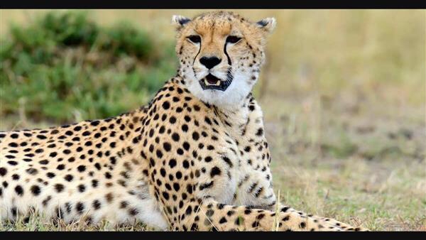 Cheetahs