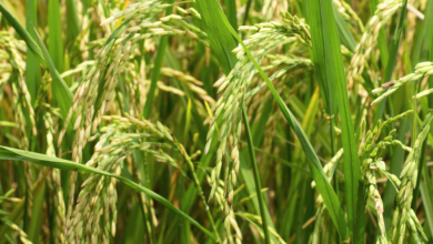 Photo of Western Regional Minister Calls For Investment In Rice Production