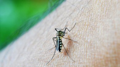 Photo of Kenya: New Mosquito Brings Year-Round Malaria