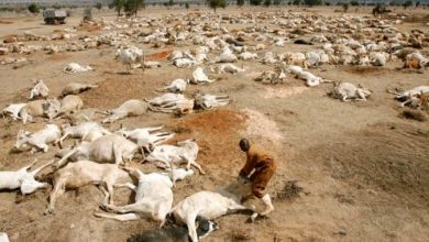 Photo of Drought Wreaks Havoc In Southern Ethiopia, Killing Seven People
