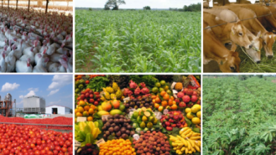 Photo of Agribusiness Sector Laments Impact Of Growth and Sustainability Levy On Sector