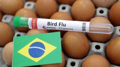 Photo of Brazil declares an animal health emergency in light of cases of avian flu