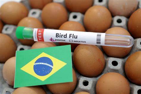 Brazil avian influenza virus