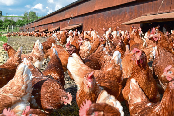 Brazil avian influenza virus