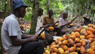 Photo of Cocoa Farmgate Prices Witness Another Reversal – International Cocoa Organisation