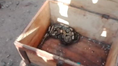 Photo of ‘Sakawa’ boys return snake to ritualist after it failed to vomit money