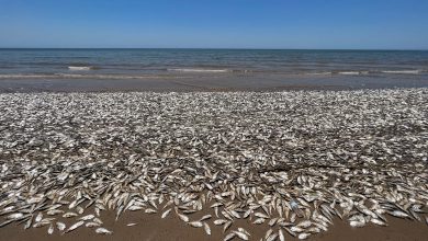 Photo of Thailand: Thousands of dead fish washed ashore on beach caused by climate change, experts say