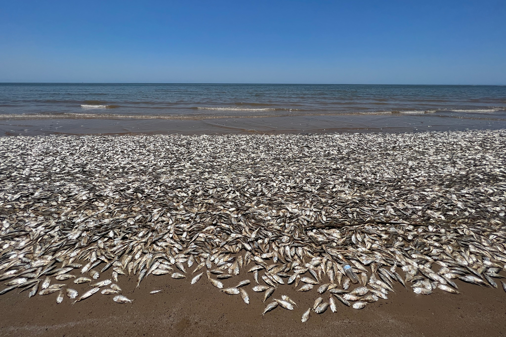 Thailand: Thousands of dead fish washed ashore on beach caused by ...