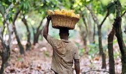 The government has been urged by cocoa farmers in the Prestea-Huni-Valley Municipality to immediately increase the price of cocoa or...