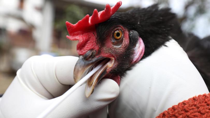 The 2022 Auditor General’s report details that more than GH¢1.8m released to compensate poultry farmers affected by bird flu could not be...