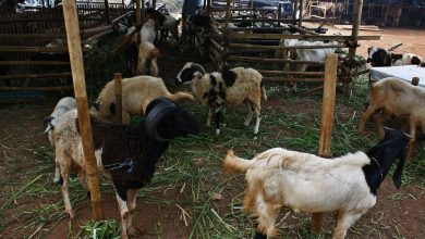 Photo of Nigeria quarantines farm after confirmation of anthrax outbreak