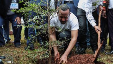 Photo of Ethiopia to attempt breaking world record with mass tree-planting exercise