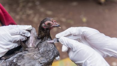 Photo of GH¢1.8m compensation for bird flu can’t be accounted for -Auditor General