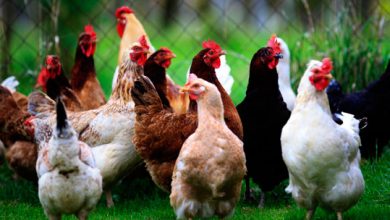 Photo of Namibia bans South Africa chicken imports after bird flu outbreak