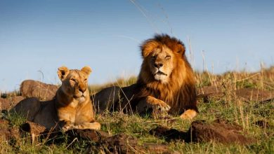 Photo of New study shows animals fear human voices more than lions