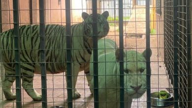 Photo of Pet tigers remain in Ghanaian businessman’s home despite Accra court order for removal