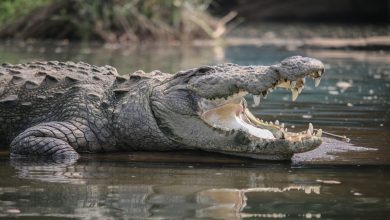Photo of Australian farmer survives crocodile attack by biting back: ‘Lucky to Be Alive’