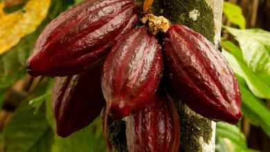 Photo of Galamsey Activities Affecting Cocoa Production In Elubo