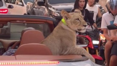 Photo of Thailand: Woman arrested after pet lion spotted going on joyride in Bentley
