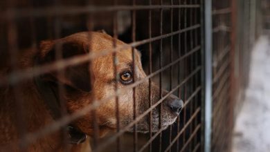 Photo of South Korea passes law to end dog meat consumption