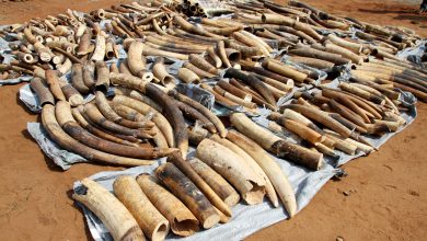 Photo of Nigeria destroys $11M worth of confiscated elephant tusks