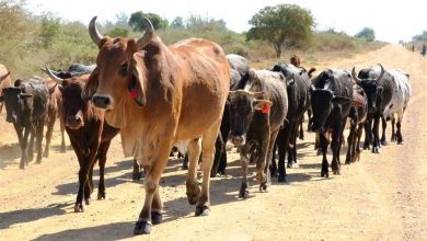 Photo of Mysterious disease kills over 900 cattle in Mozambique’s central region
