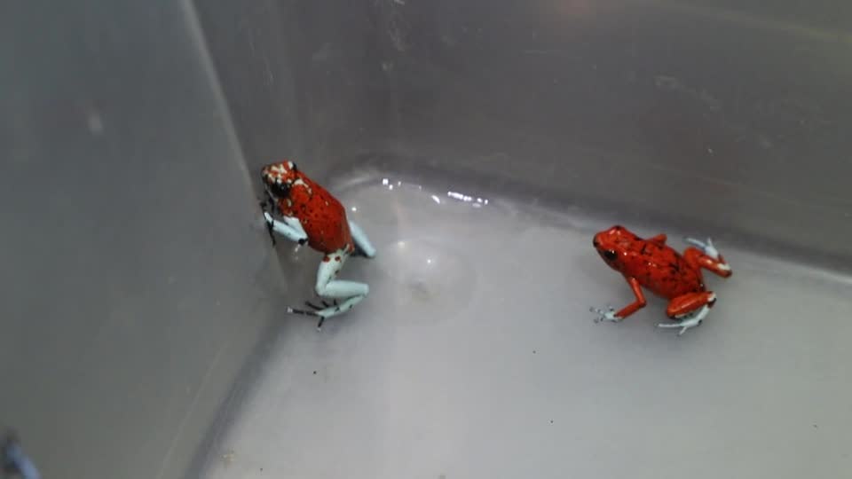 frogs 