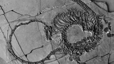 Photo of Scientists unveil remarkably complete fossil of 240 million year-old ‘dragon’