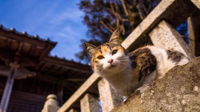 Photo of Japanese city on high alert after cat falls into hazardous chemical tank
