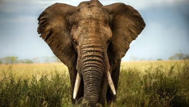 Photo of Elderly American woman killed by elephant in Zambian national park