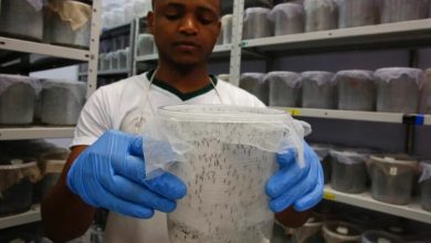 Photo of Genetically modified mosquitoes released in Djibouti to combat spread of malaria