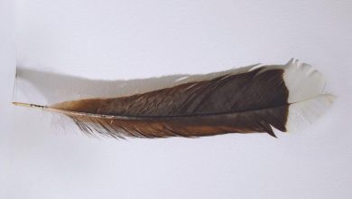 Photo of Bird feather sets world record with $28,000 auction sale
