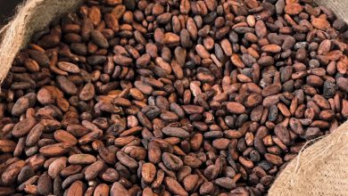 Photo of Ghana seeks delay in cocoa deliveries amid poor harvests