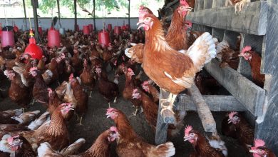 Photo of Ghana’s poultry industry faces crisis amid increasing production costs