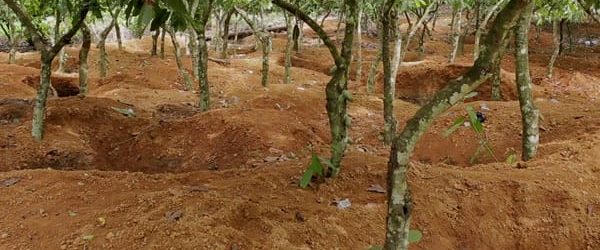 Cocoa farmers are blaming rampant illegal mining activities, known locally as ‘galamsey,’ for the significant decline in cocoa production.