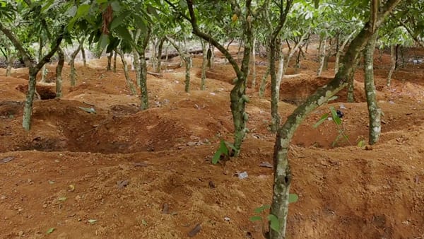 Cocoa farmers are blaming rampant illegal mining activities, known locally as ‘galamsey,’ for the significant decline in cocoa production. 
